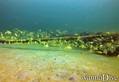 scuba diving photo