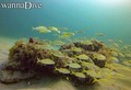 scuba diving photo