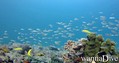 scuba diving photo