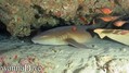 scuba diving photo