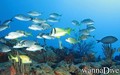 scuba diving photo