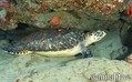 scuba diving photo