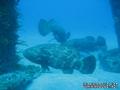scuba diving photo