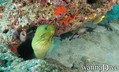 scuba diving photo