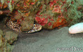 scuba diving photo