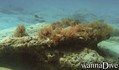 scuba diving photo