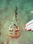 scuba diving photo