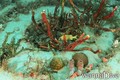 scuba diving photo