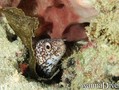 scuba diving photo