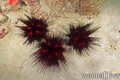 scuba diving photo