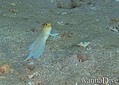 scuba diving photo