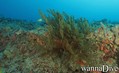 scuba diving photo
