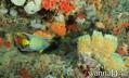 scuba diving photo