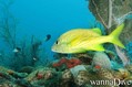 scuba diving photo