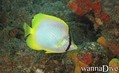 scuba diving photo