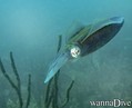scuba diving photo