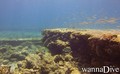 scuba diving photo