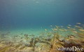 scuba diving photo