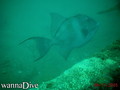 scuba diving photo