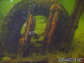 scuba diving photo