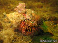 scuba diving photo