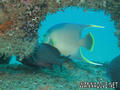 scuba diving photo