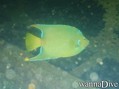 scuba diving photo