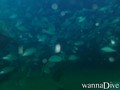 scuba diving photo