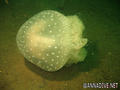 scuba diving photo