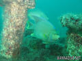 scuba diving photo