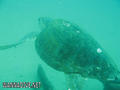 scuba diving photo