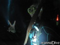 scuba diving photo