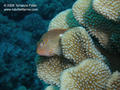 scuba diving photo