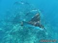 scuba diving photo
