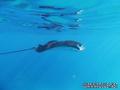 scuba diving photo