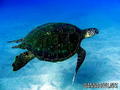 scuba diving photo