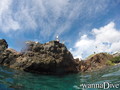 scuba diving photo