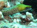 scuba diving photo