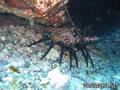 scuba diving photo