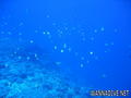 scuba diving photo