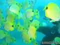 scuba diving photo