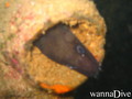 scuba diving photo