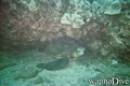 scuba diving photo