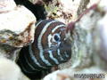 scuba diving photo
