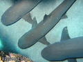 scuba diving photo