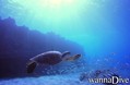 scuba diving photo