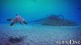 scuba diving photo