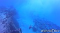 scuba diving photo