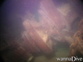 scuba diving photo