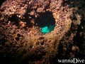 scuba diving photo